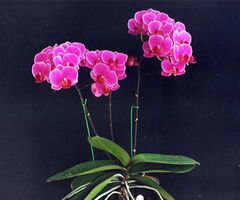 福建日怡花卉 傳承技藝，綻放閩南情懷